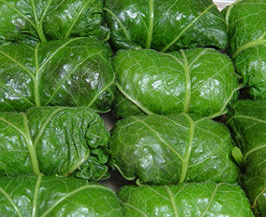 곰취나물 효능 부작용 고르는법 먹는법 칼로리