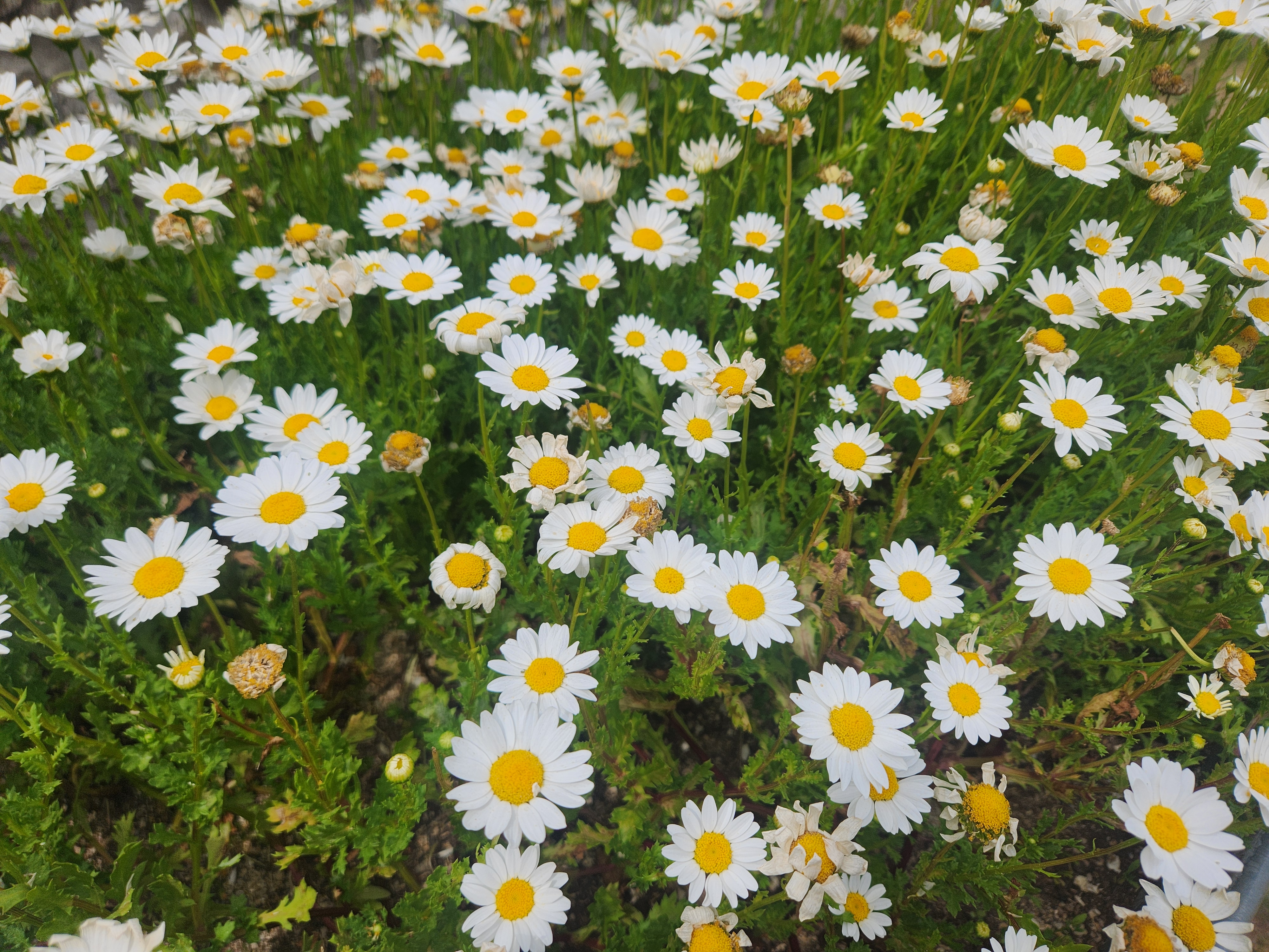 봄 들판에 피어난 하얀 데이지꽃 군락