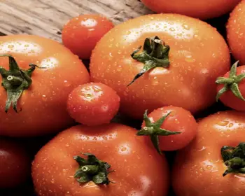 화천 토마토축제_10