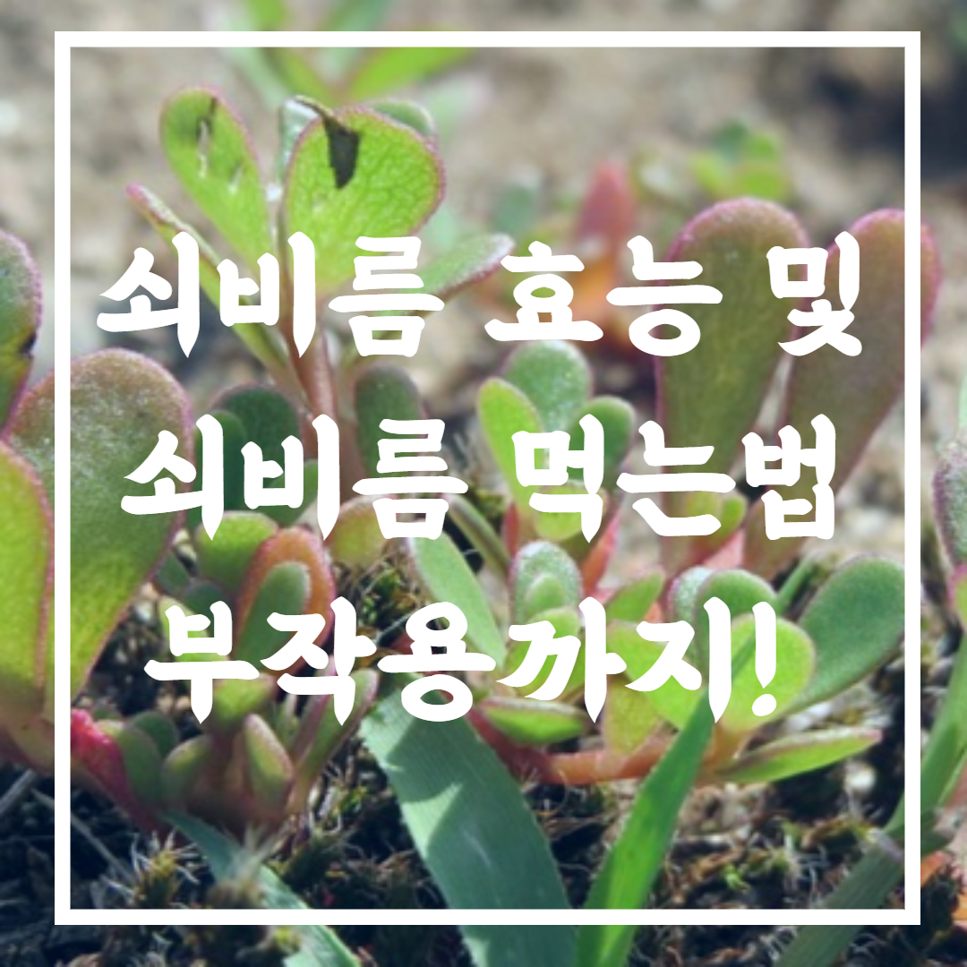 쇠비름 효능