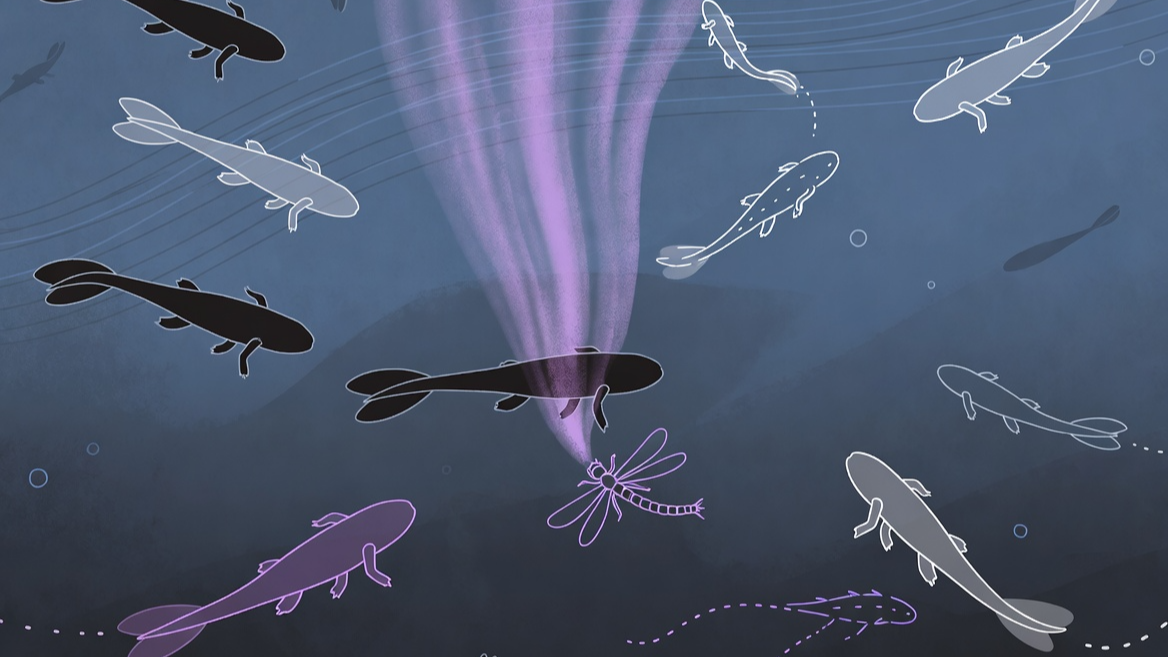 포식자의 공격을 감지하고 동료들에게 화학적 경보 신호를 보내는 올챙이의 메커니즘