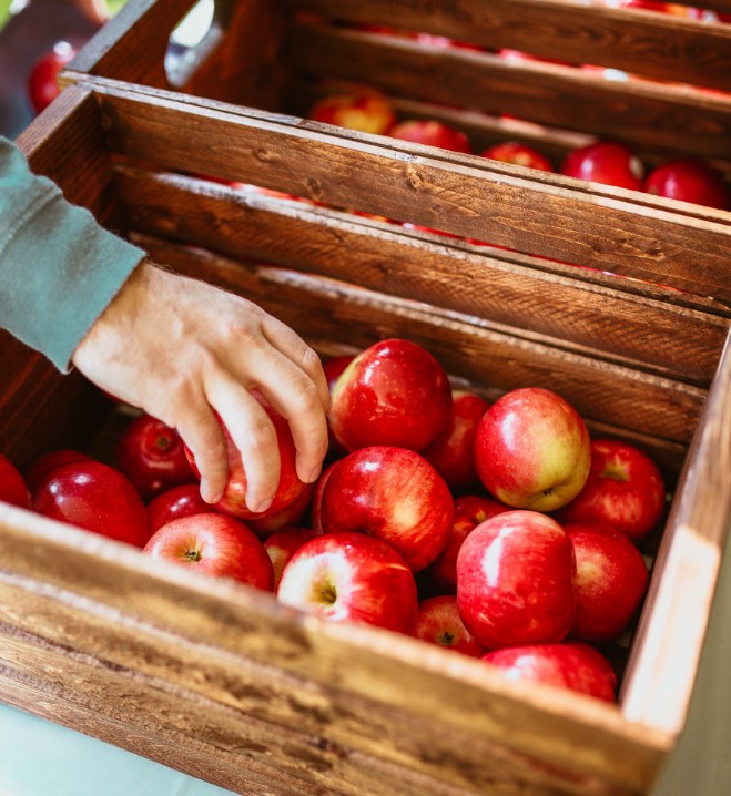 아침에 먹는 사과가 좋은 이유
