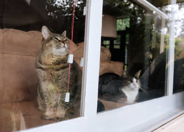 목적지 도착 후 고양이 적응법