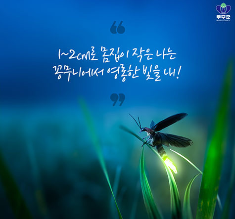 무주 반딧불이 축제