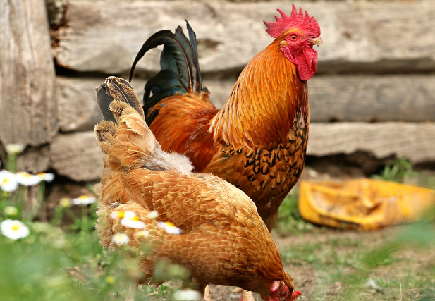 띠별 운세 11월 1일