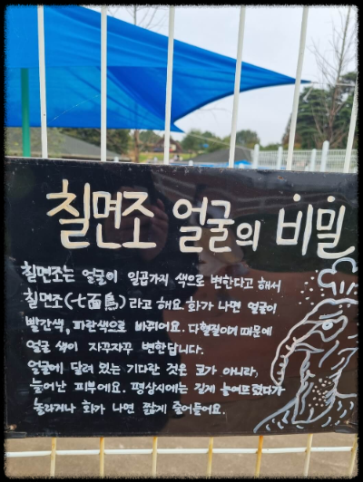 안성팜랜드 핑크뮬리&amp;#44;코스모스 가을 사진여행 추천합니다.