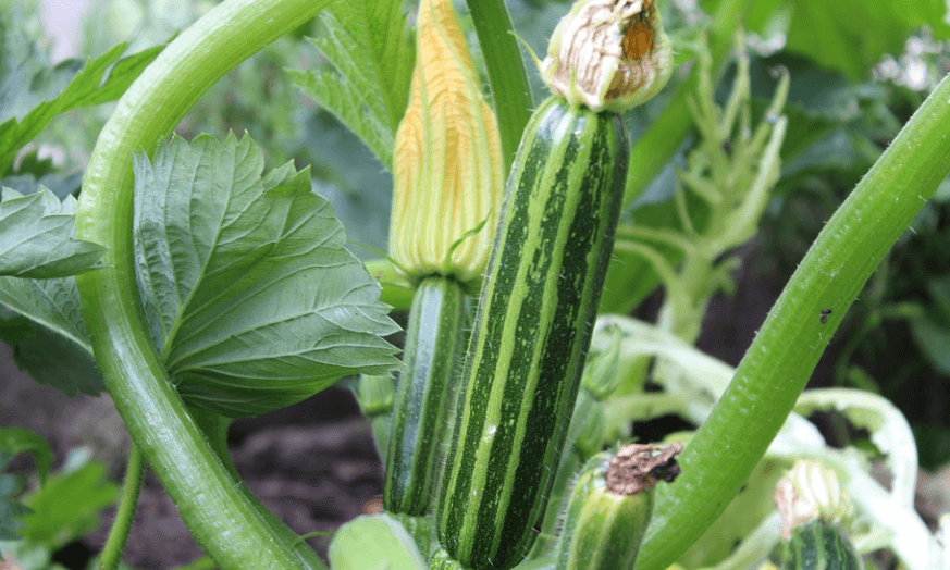 오이 효능 세 번째