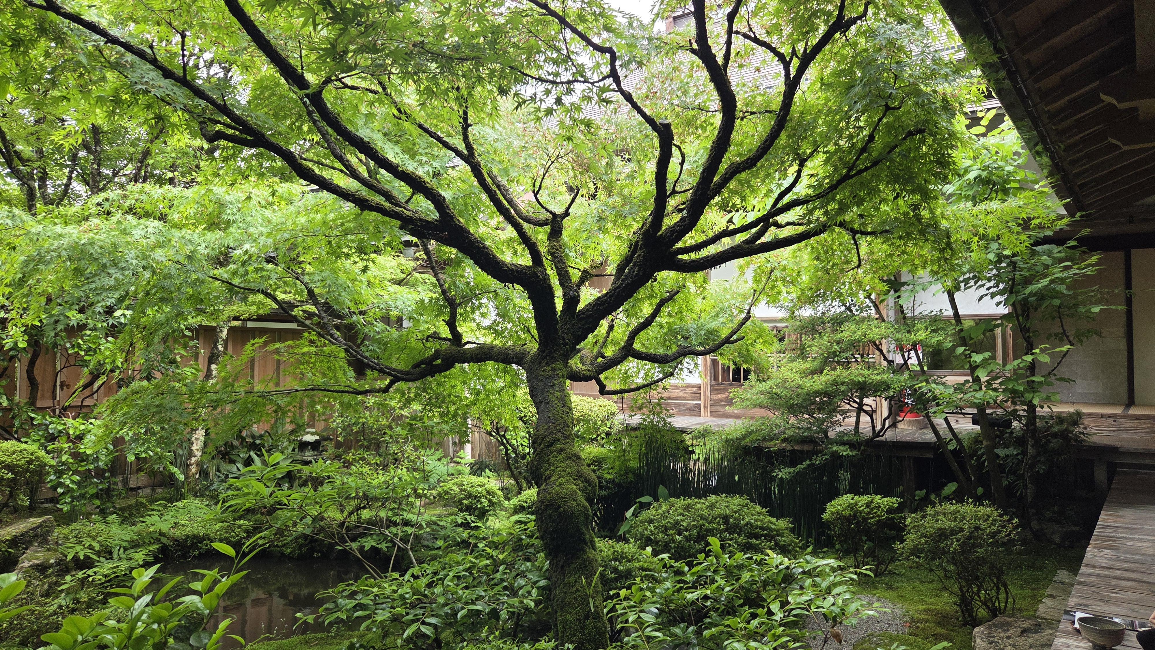 일본의 이끼정원 사진