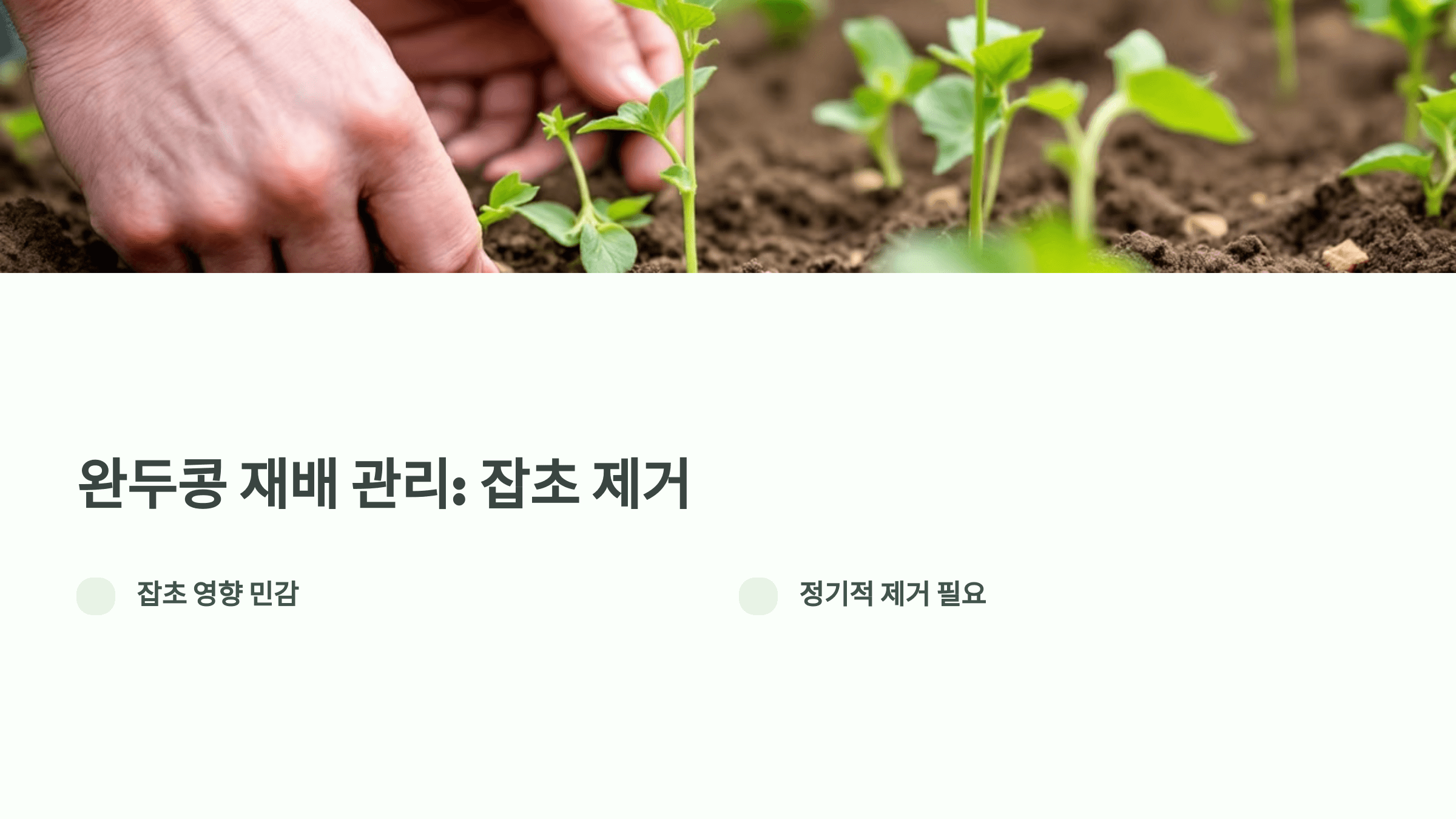 완두콩 사진입니다.