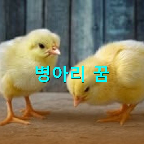 귀엽게-생긴-노란-아기-병아리-두마리가-바닥에서-모이를-쪼아먹는-모습