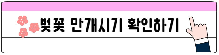 벚꽃_만개시기