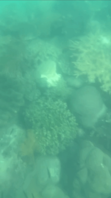 스노쿨링에서 본 바닷속