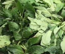 곰보배추 사진