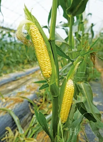 옥수수 재배 수분 수정 바람 피해 예방 거름 주기_1