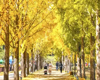 문광저수지 은행나무길_13