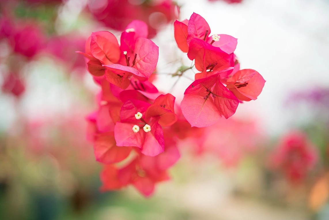 한림공원 부겐빌레아 축제