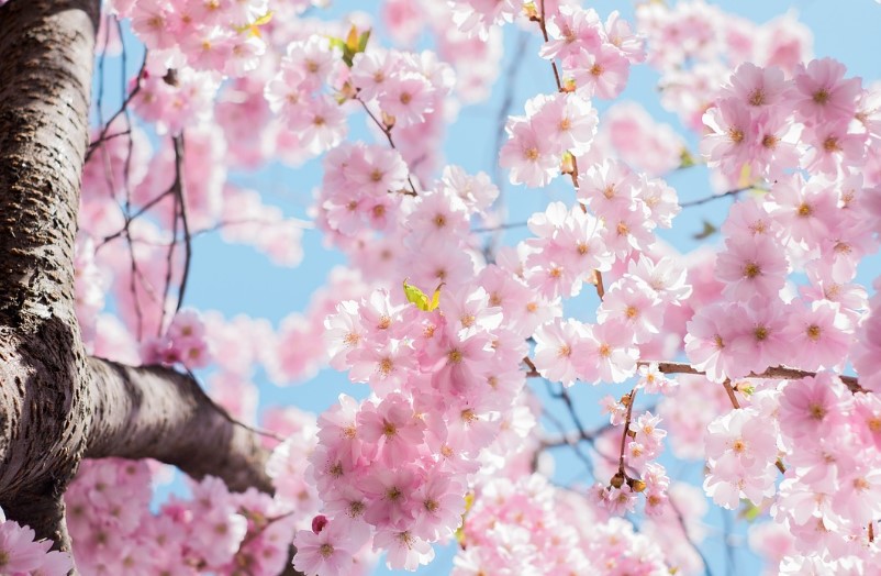 2025년 벚꽃축제 진해 군항제&체리블라썸 뮤직페스티벌 예매 방법