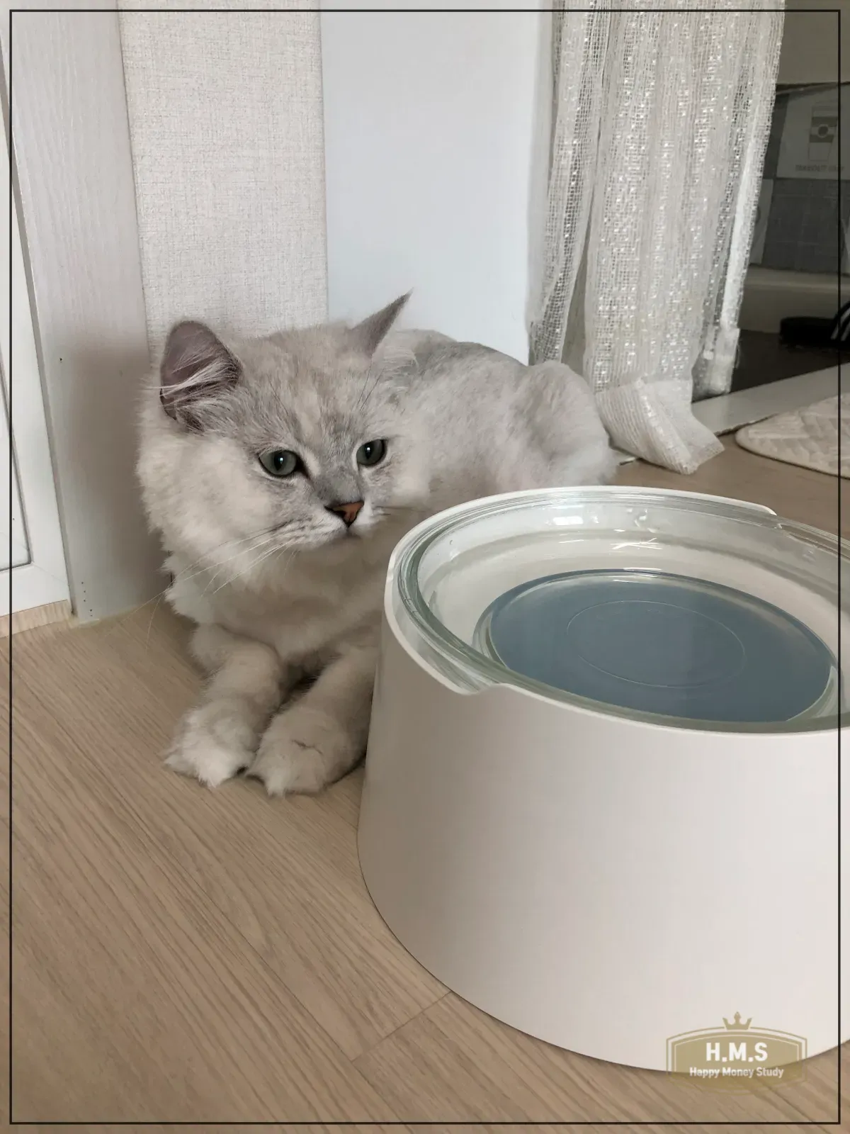 물그릇을-쳐다보는-고양이