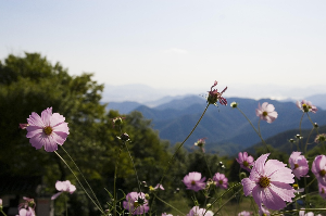 봄날 밀양 나들이 명소 5곳 영남루