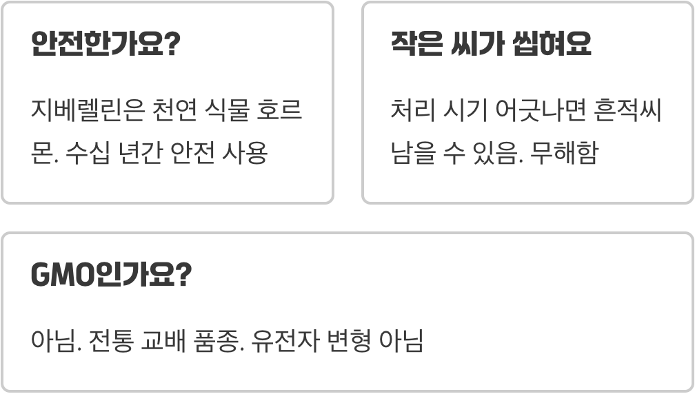 샤인머스켓, 씨 없는 포도로 불리는 이유와 품종의 비밀