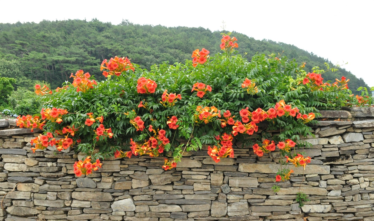 능소화 꽃말 묘목 키우기 꽃 명소 개화시기 전설 독성 삽목 시모음