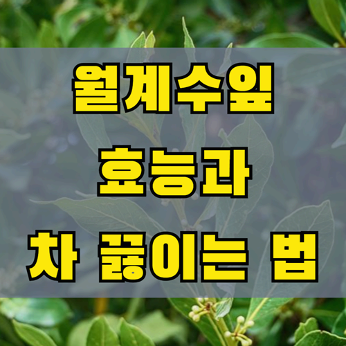 월계수잎 효능 총정리
