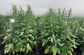 참깨 효능 파종 수확 보관 씻는 법까지 먹는 방법 총정리_8