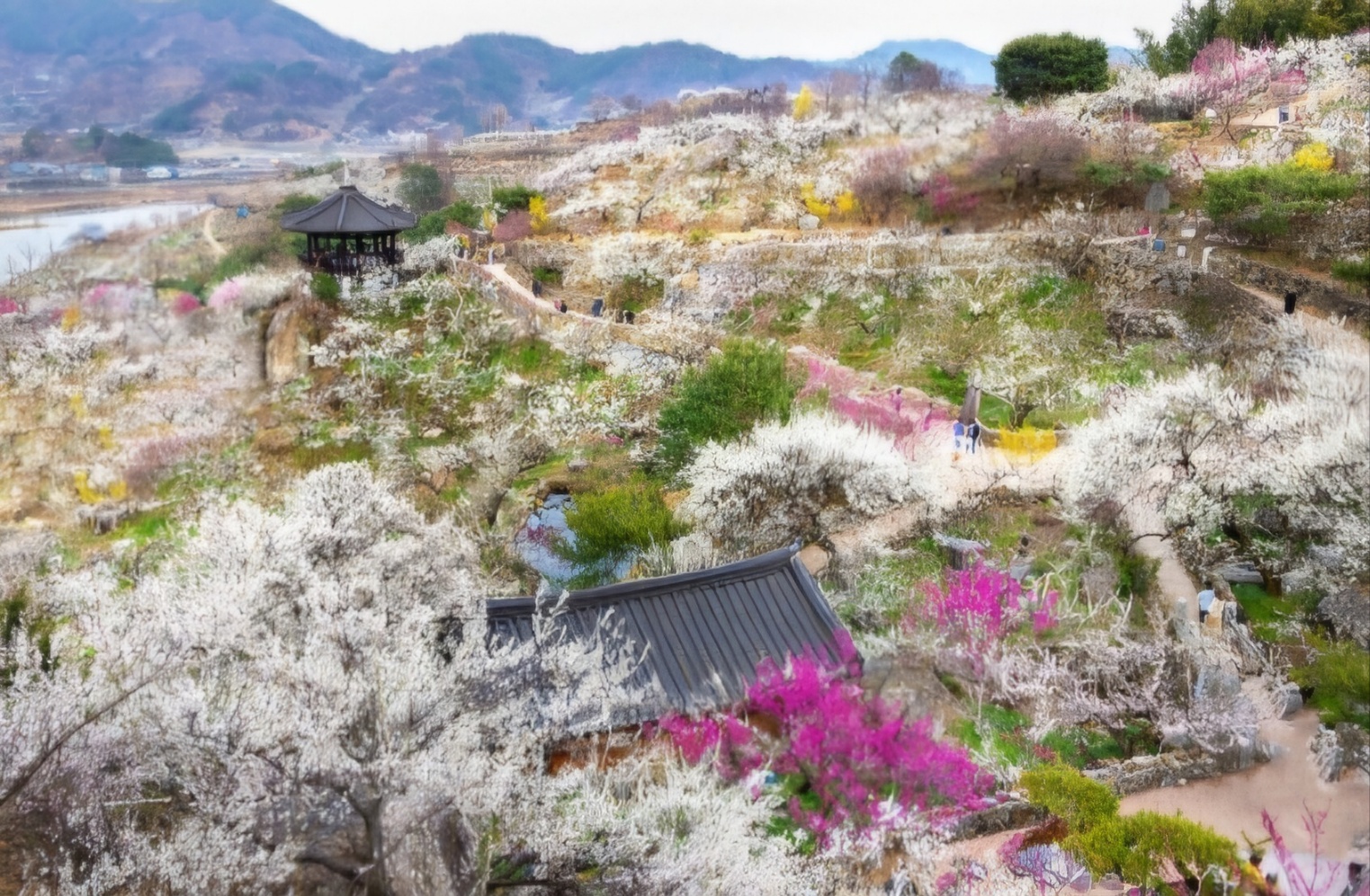 광양매화축제 주차장&amp;#44; 맛집&amp;#44; 입장료