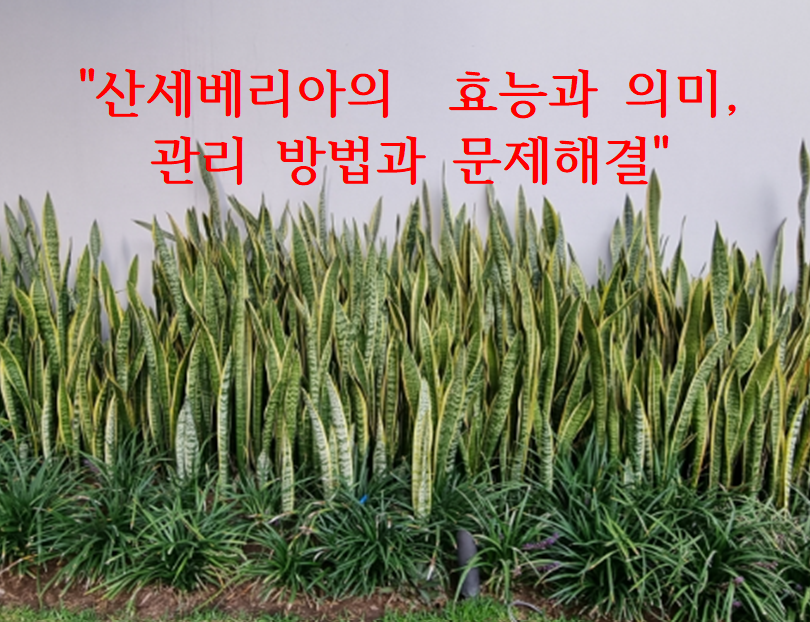 산세베리아