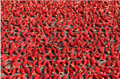 절임배추 20kg 사전예약, 할인판매