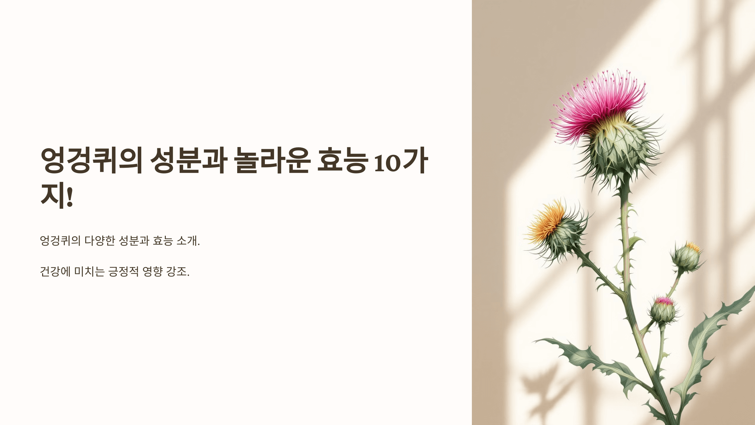 엉겅퀴와 관련된 사진입니다.