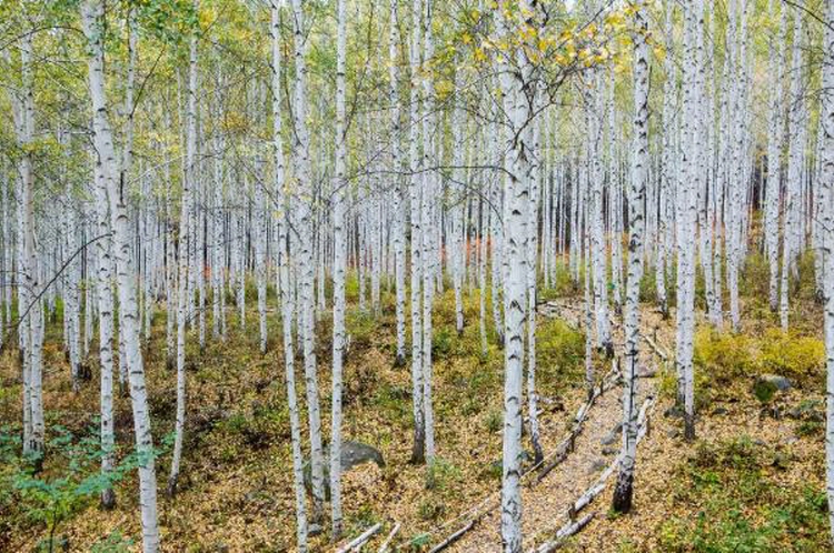 인제 자작나무숲