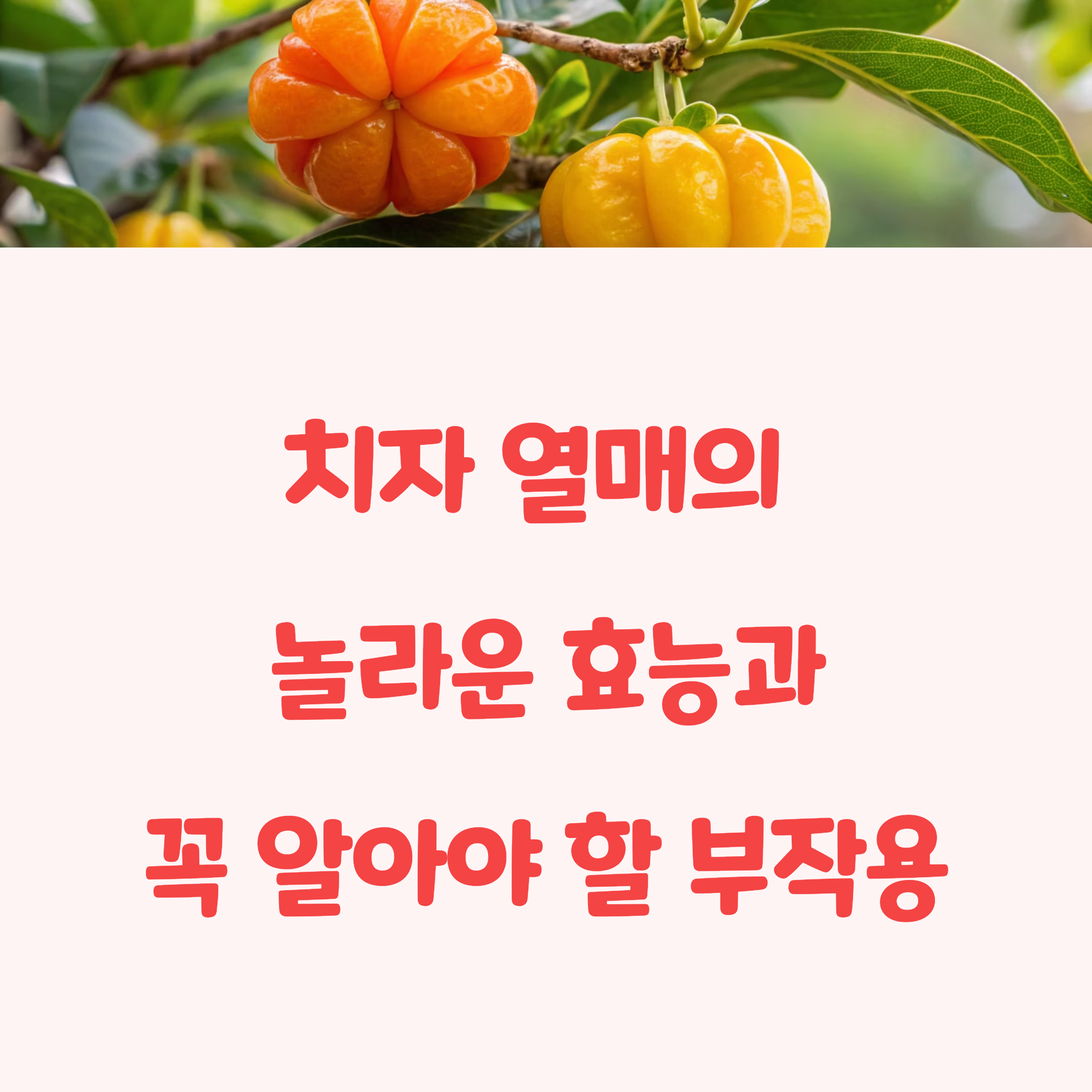 치자 열매의 놀라운 효능 8가지와 섭취 전 꼭 알아야 할 부작용