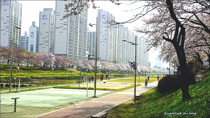 온천천 벚꽃