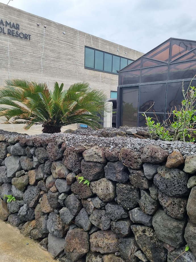 월정리 돌담과 야자수