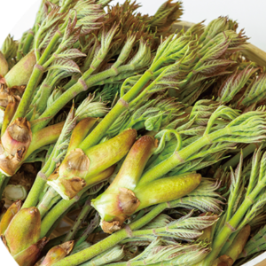 5월-제철-채소-두릅