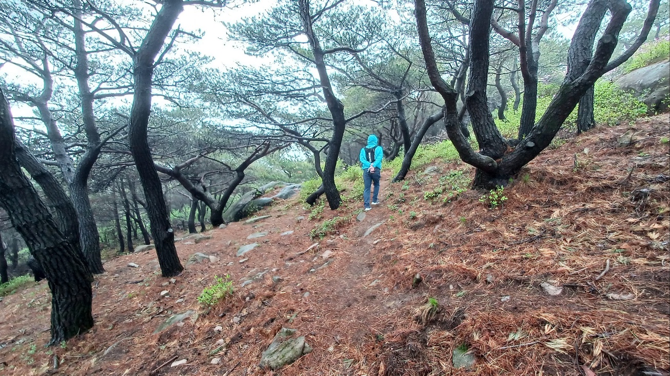 합천 황매산 철쭉27