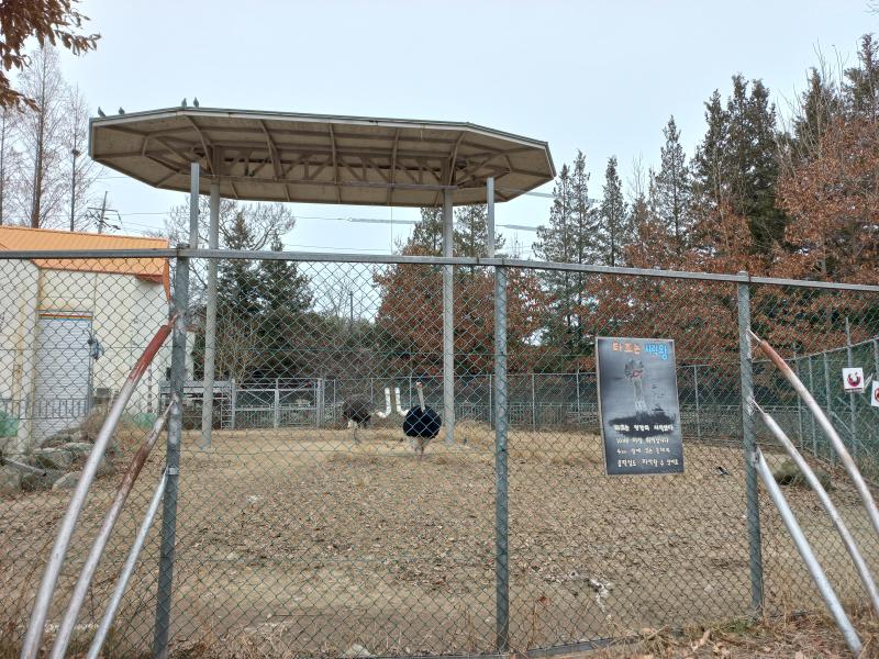 전주동물원 타조