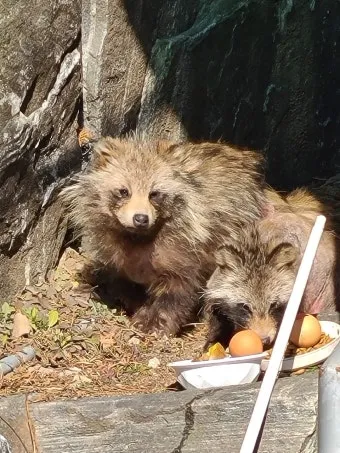 야생 너구리 도시 특징 매력 성격_24