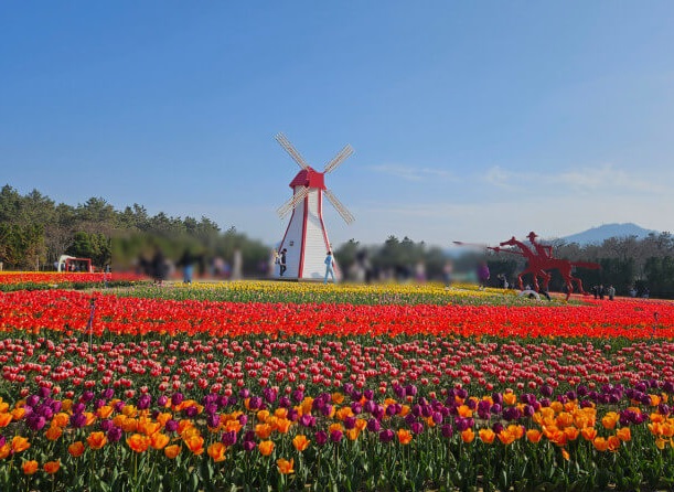 임자도튤립정원축제사진