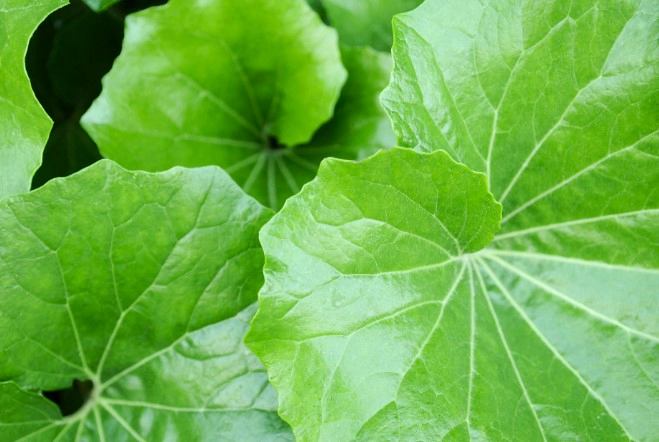 머위 데치기 및 먹는법