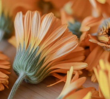 메리골드 꽃차 효능