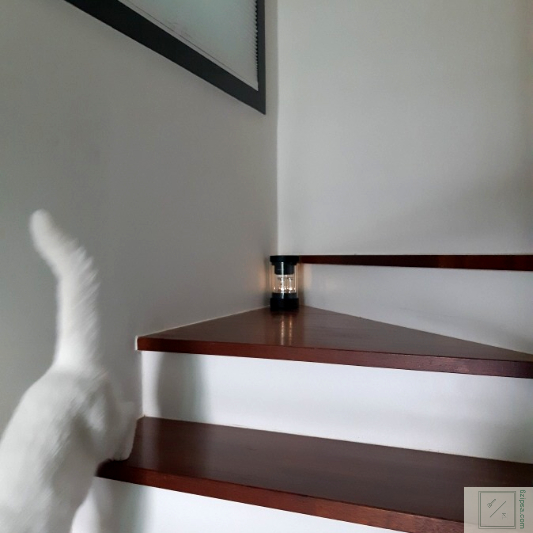 스피커를 뒤로하고 고양이가 내려옵니다.