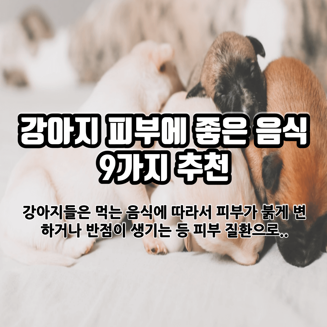 강아지 피부에 좋은 음식