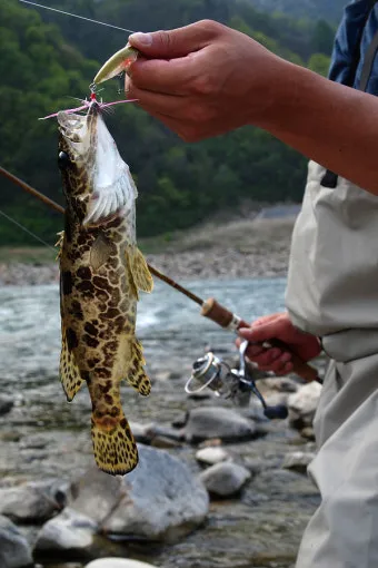 5월 쏘가리 금어기 시작 전국 금지 기간 완벽 정리와 낚시 규정_12
