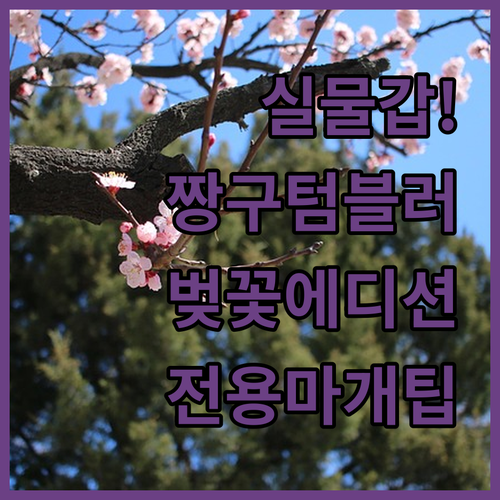실물 예쁜 짱구 벚꽃 오리튜브 텀블러..