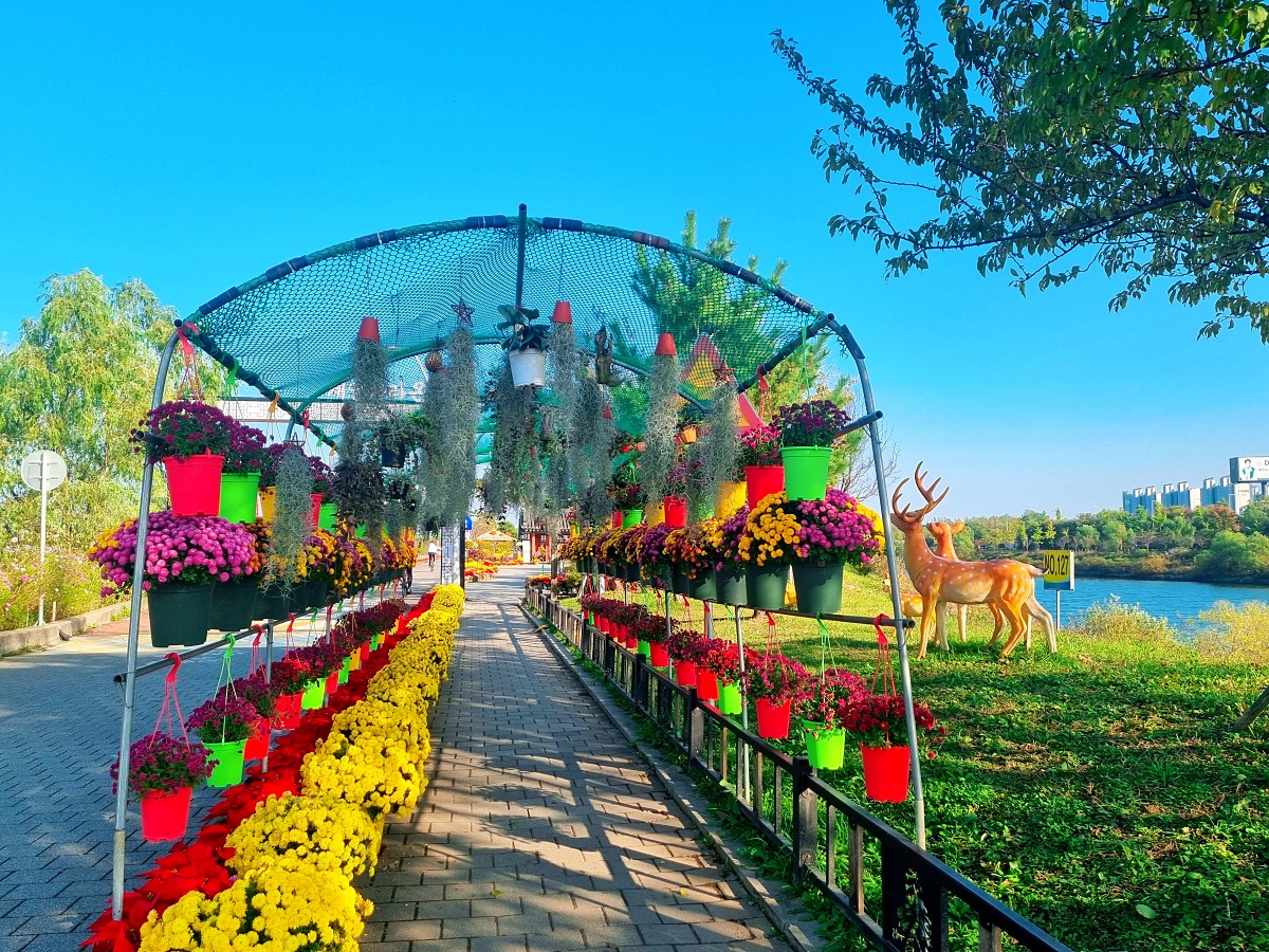 2024 인천 계양 아라온 가을꽃 전시회, 국화 축제(~11.10.): 야경, 아라뱃길, 전통놀이 체험