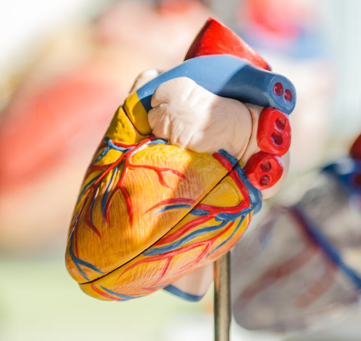 오트밀 효능 : 심장