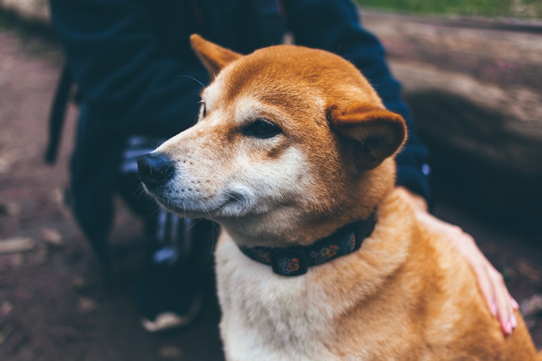 Dogecoin
