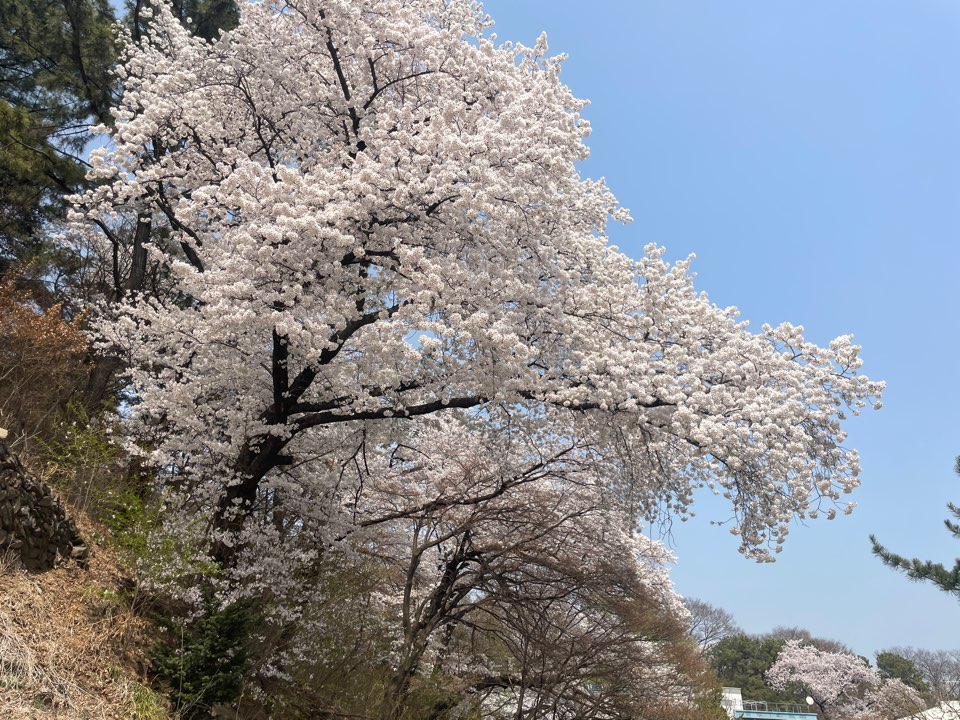 벚꽃